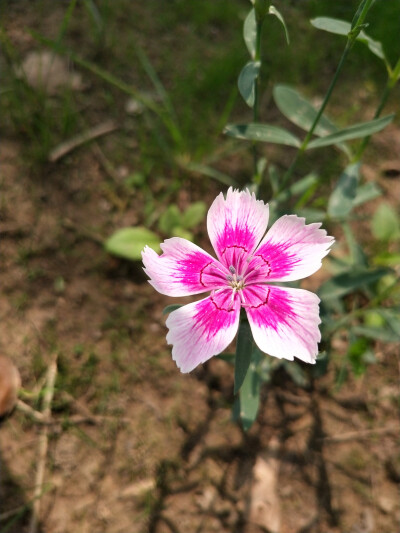 芙蓉葵(汾河公园 南内桥段2020.7.15)