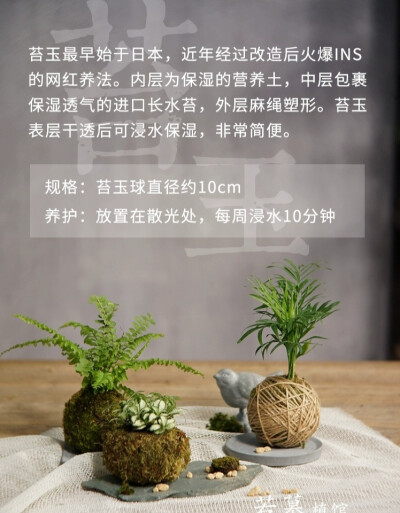 苔玉