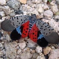 大叶女贞斑衣蜡蝉（学名：Lycorma delicatula）是半翅目蜡蝉科的昆虫，民间俗称“花姑娘”、“椿蹦”、“花蹦蹦”、“花大姐”。这种昆虫在生长中，体色变化很大。小若虫时，体黑色，上面具有许多小白点。大龄若虫最漂亮，通红的身体上有黑色和白色斑纹。成虫后翅基部红色，飞翔时很鲜艳。成虫、若虫均会跳跃，在多种植物上取食活动