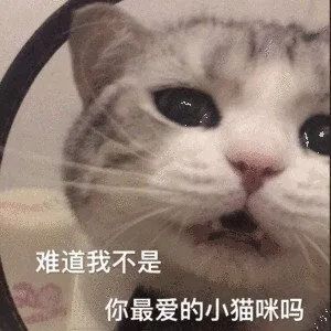 表情包大合集