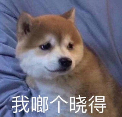 狗狗表情包