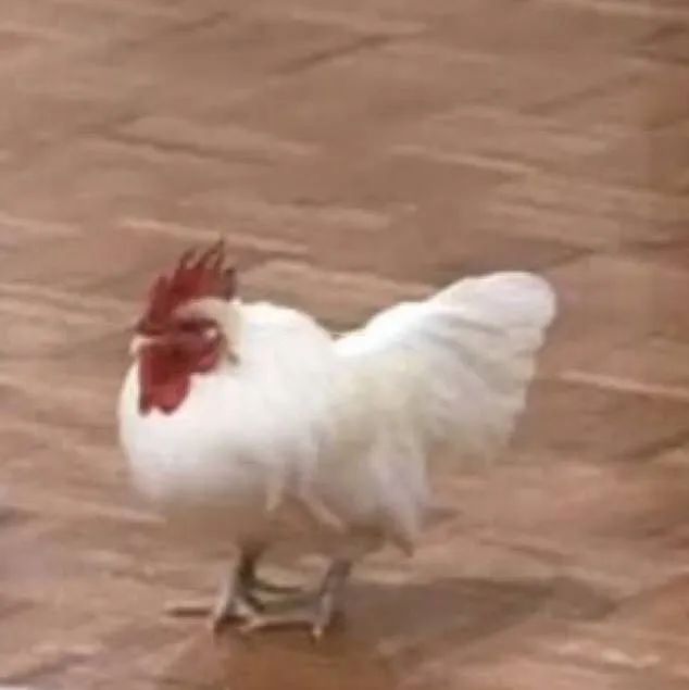 情侣头像＃一花凋零，荒芜不了整个春天