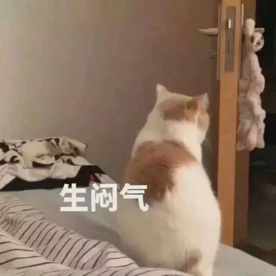 猫猫表情包 生闷气