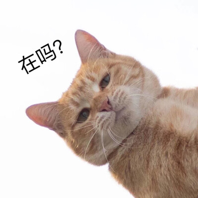 猫咪表情包