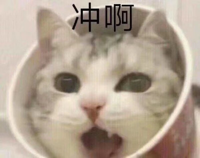 猫咪表情包