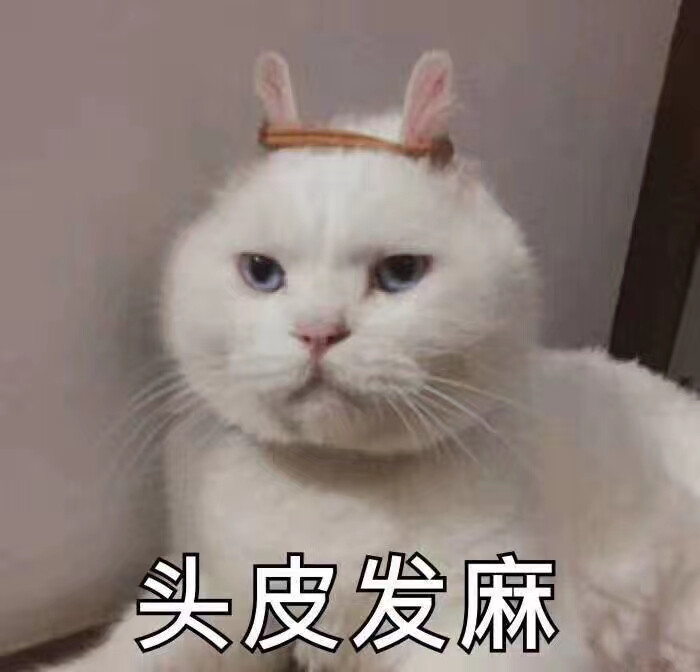 猫咪表情包