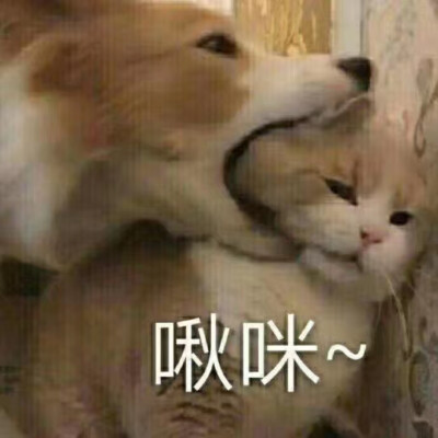 猫咪表情包