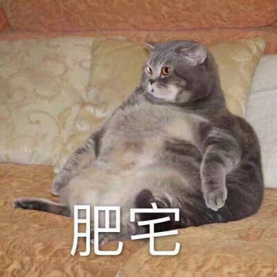 毛茸茸的表情图