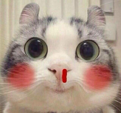 毛茸茸的表情图