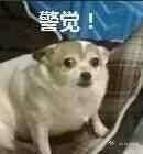 毛茸茸的表情图