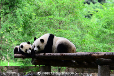 熊猫仔 by大熊猫繁育研究基地