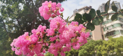 赣江河堤，沿江路段，紫薇花开，清香扑鼻。蓝天白云，阳光明媚，生机勃勃。一路走来，心旷神怡，特此拍下，与君共赏！