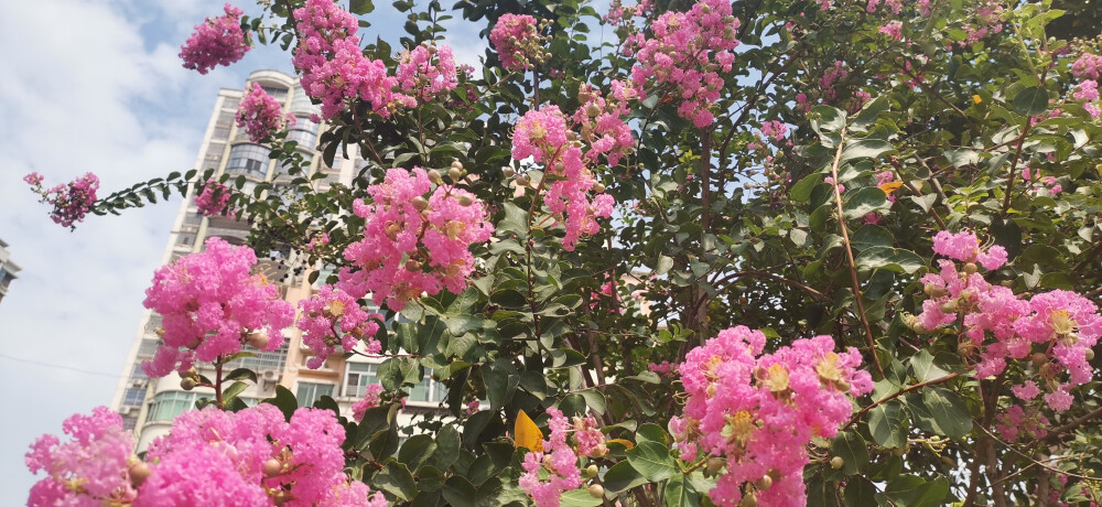 赣江河堤，沿江路段，紫薇花开，清香扑鼻。蓝天白云，阳光明媚，生机勃勃。一路走来，心旷神怡，特此拍下，与君共赏！