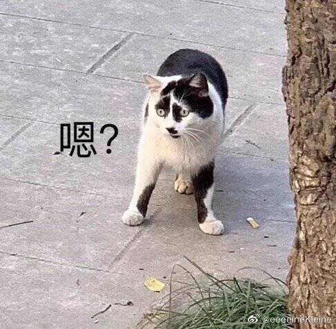 丑萌丑萌的猫猫
cr@eeeeineKIeine