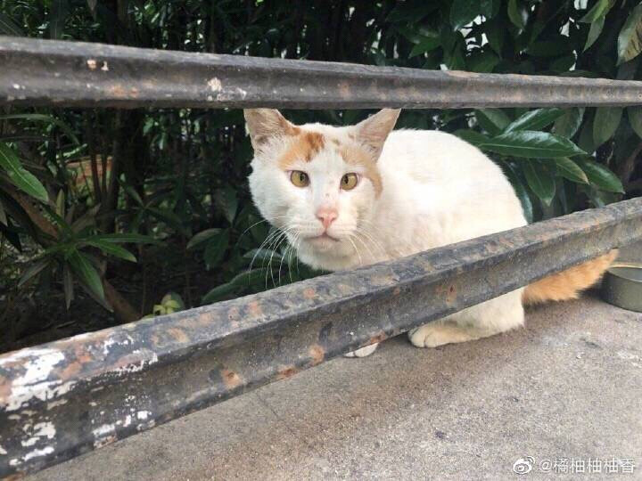 丑萌丑萌的猫猫
cr@橘柚柚柚香