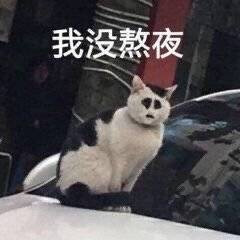 丑萌丑萌的猫猫