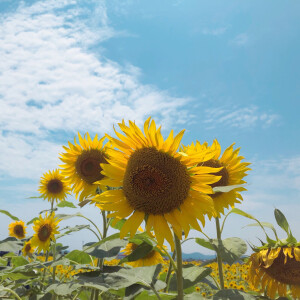 夏日 向日葵