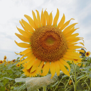 夏日 向日葵