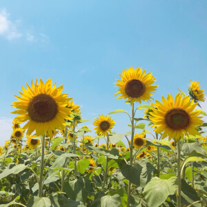 夏日 向日葵