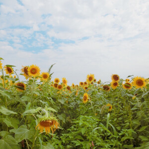夏日 向日葵