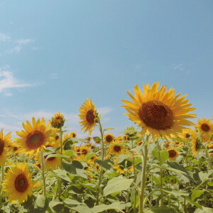 夏日 向日葵