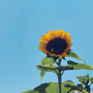 夏日 向日葵