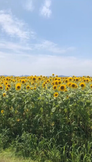 夏日 向日葵