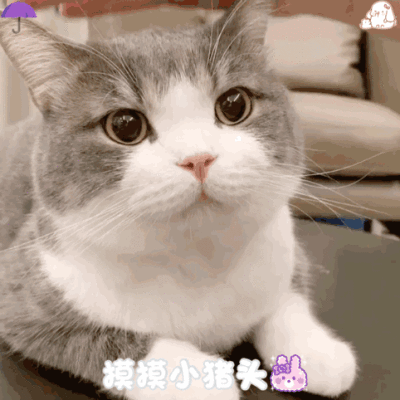dt雨伞