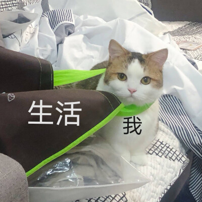 猫猫表情包