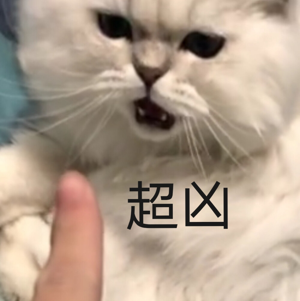 猫猫表情包