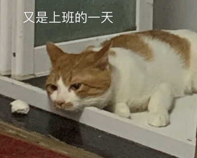 我家猫的表情包