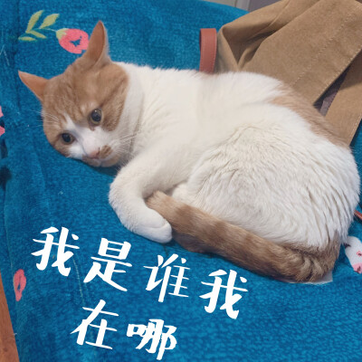 我家猫的表情包