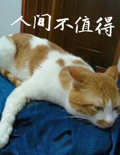 我家猫的表情包