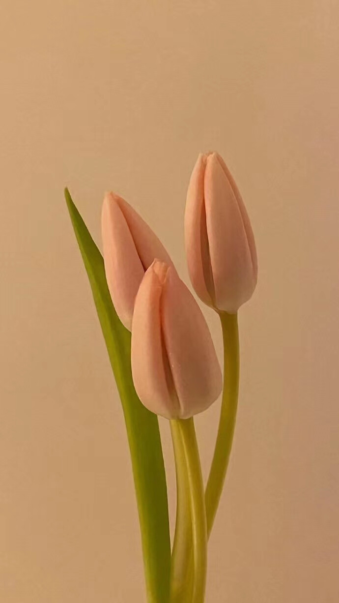 郁金香