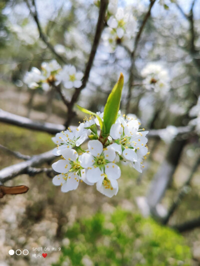 李子花