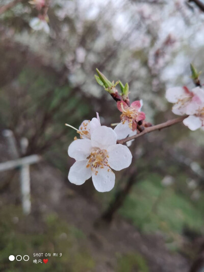 李子花