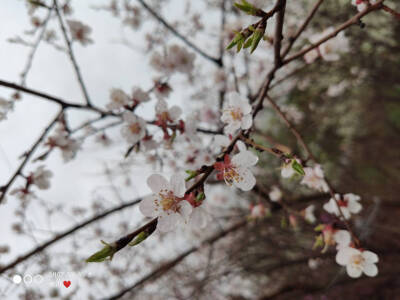 李子花