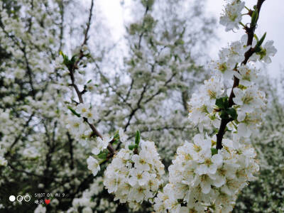 李子花