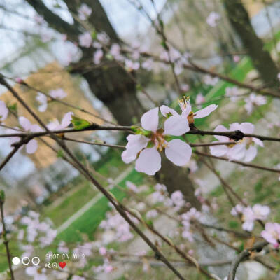 李子花