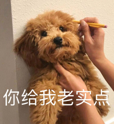 表情包 你的聊天必备