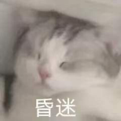 猫猫表情包