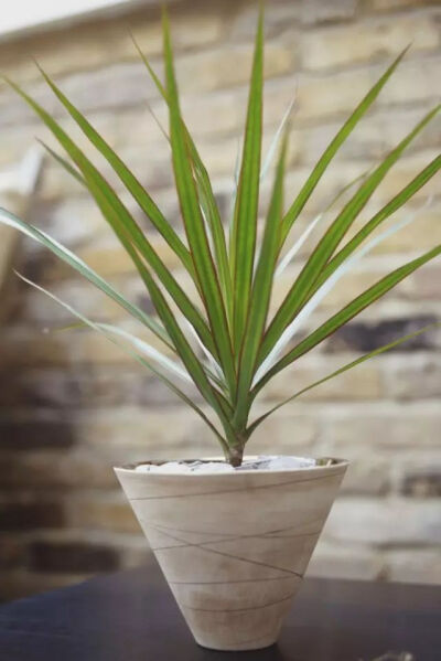 红边竹蕉/
Red-edged Dracaena
红边竹蕉也称千年木、细叶竹蕉，叶色为深橄榄绿，叶缘具紫红色或鲜红色细条纹镶边。
