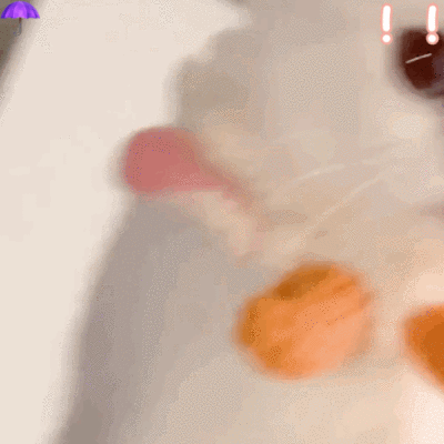 dt雨伞 可爱猫猫