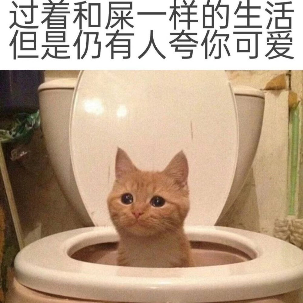 喵子