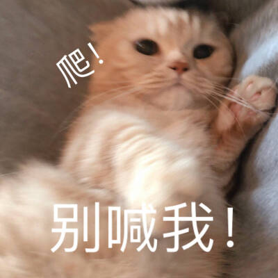 图源wb橘猫沙梨Sally