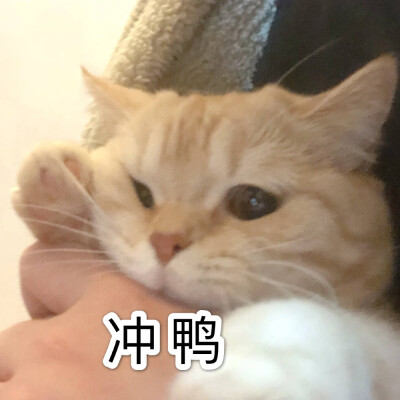 图源wb橘猫沙梨Sally