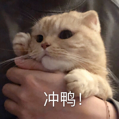 图源wb橘猫沙梨Sally