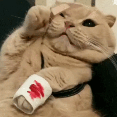 二传注明dt林乐词