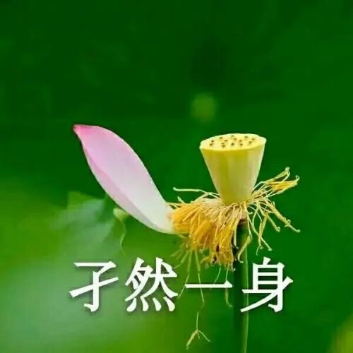 混入家长群头像 花