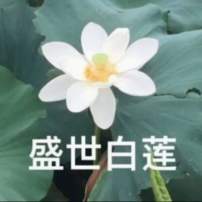 混入家长群头像 花